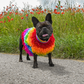 Holli's Closet gehäkelter Hundepullover mit Regenbogen mit Holli 2
