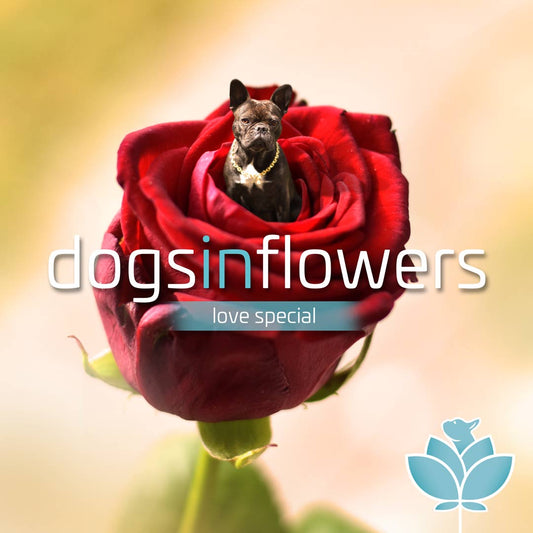 Dogs in flowers Liebes-Spezial