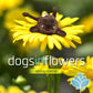 Dogs In Flowers Frühlings-Spezial