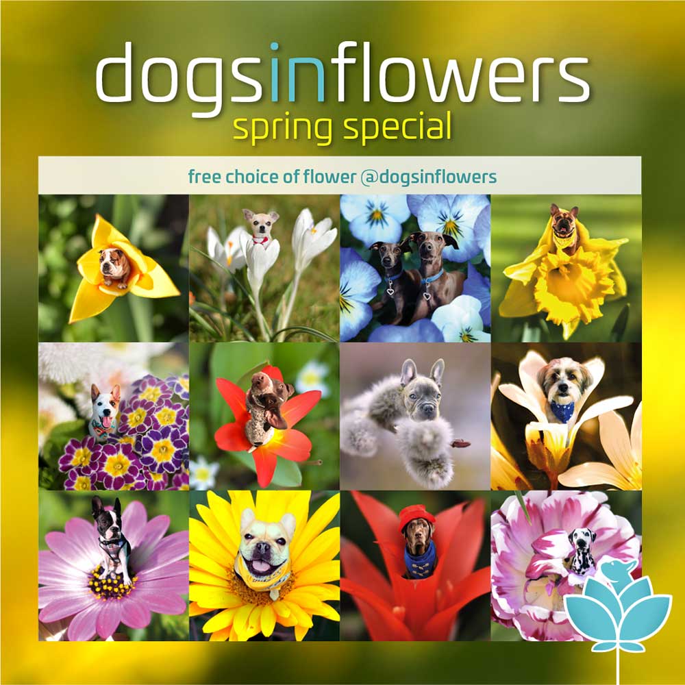 Dogs In Flowers Frühlings-Spezial Auswahl an Blumenbildern